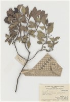 藏品(拎壁龍)的圖片